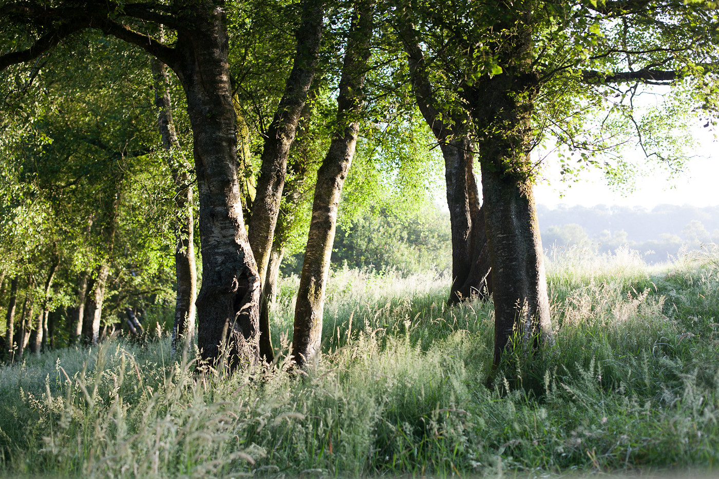 trees in woodland